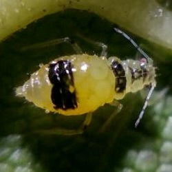 Chromaphis juglandicola